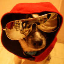 Perro gracioso con gafas